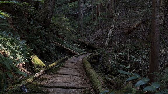 Forest Walkway