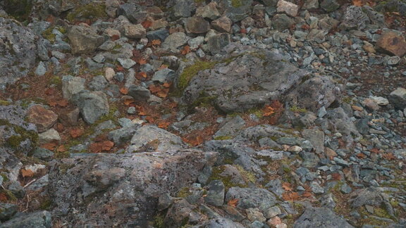 The Pika
