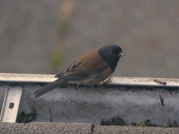 Photo DSC03842